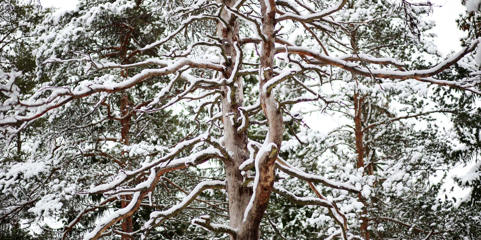 ilmastomuutokseen_sopeutuminen_2000x1000px Luminen puu.