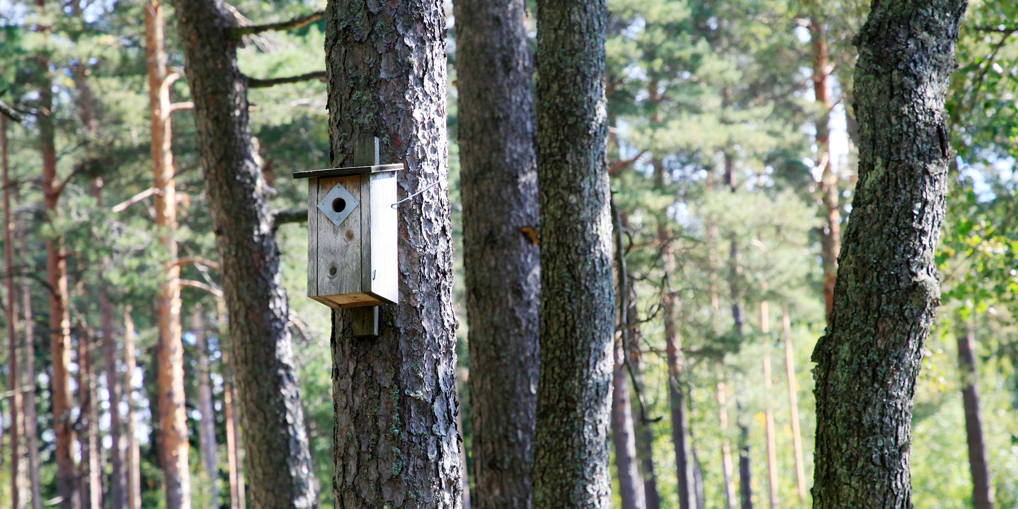 luontotekoja_2000x1000px Linnunpönttö Gallträskissä.
